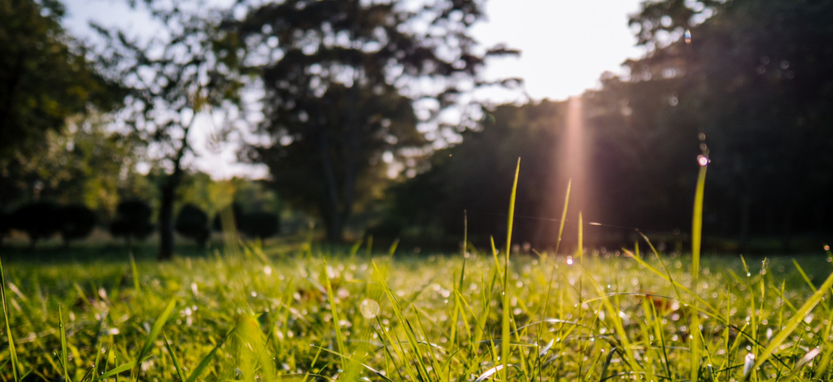 How does sunlight help my lawn? Davies Turf